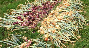 Jak správně skladovat cibuli po vykopání doma v bytě, aby nezmizela?